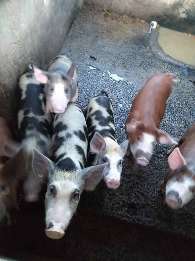 Vende se leitão para natal