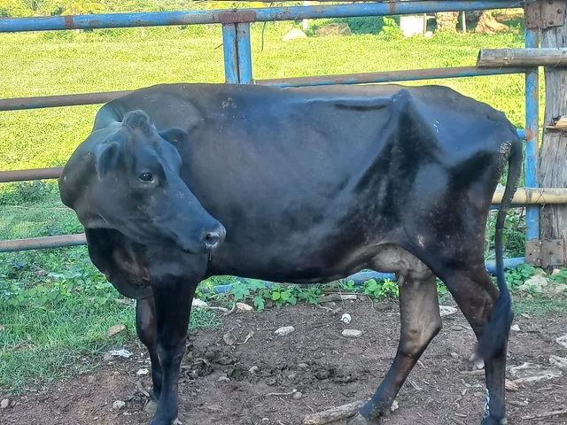 Vaca leiteira 