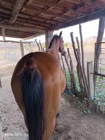 Égua boa de gado pra passeio, tem um orelha trouxa mais não e defeito 