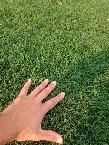 Grama já plantada Aparti de 7 reais o metro plantado.
