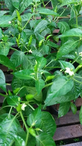Terra preta adubada e pimenteiras 