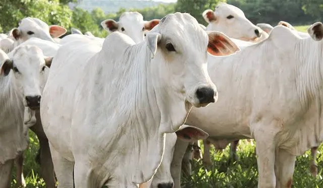 Vendo 6 vacas nelore, todas com guia.