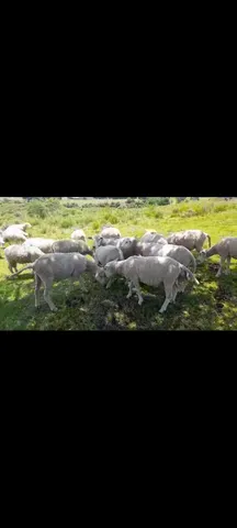 Borregos 