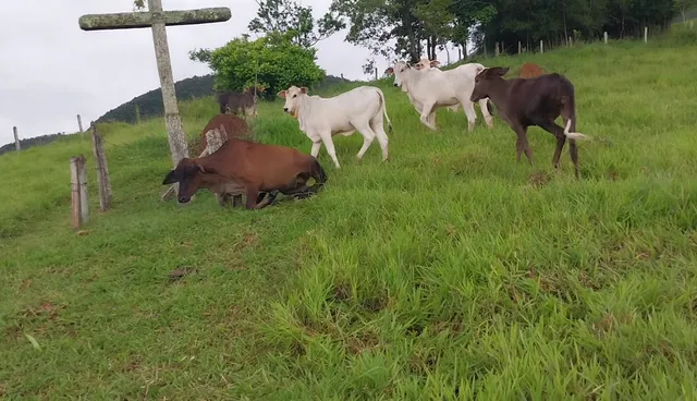 Lote de top