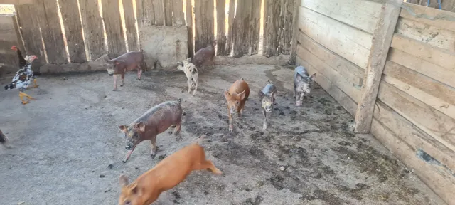 Vende se leitao caipira 