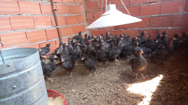 Vendas 
