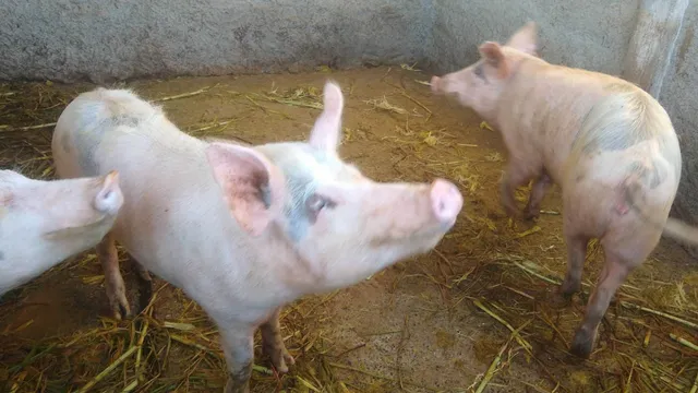 Porco caipira 
