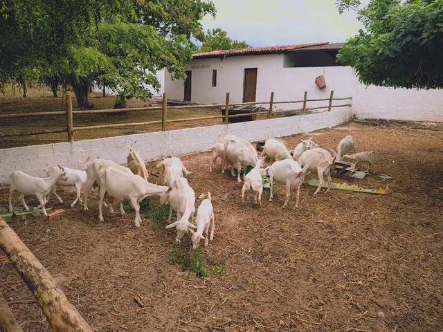 Rebanho Saanen a venda