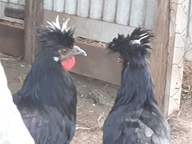 2 galo polones 