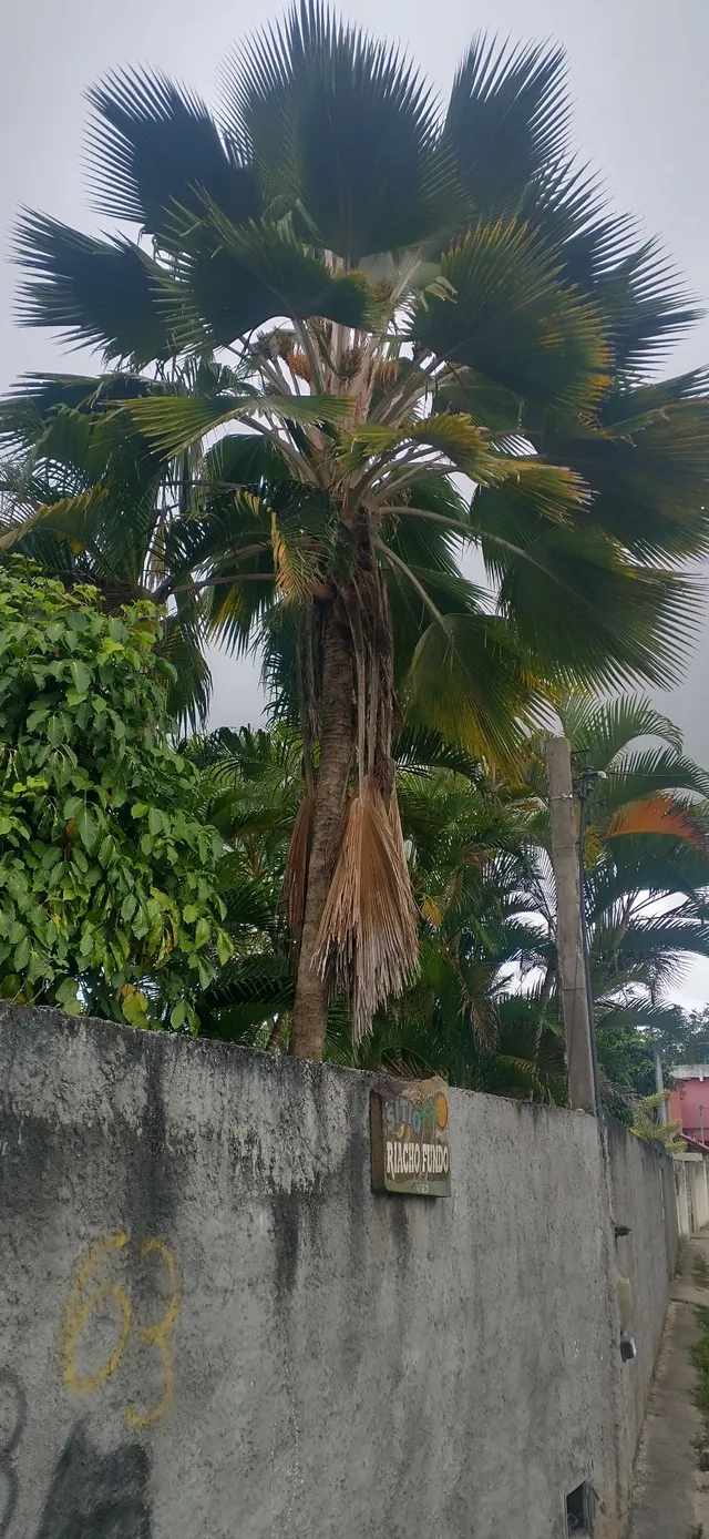 Palmeira para jardim