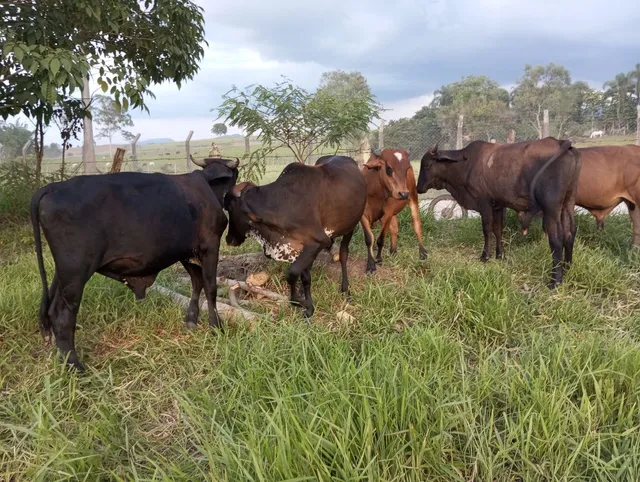 Garrotes a venda 