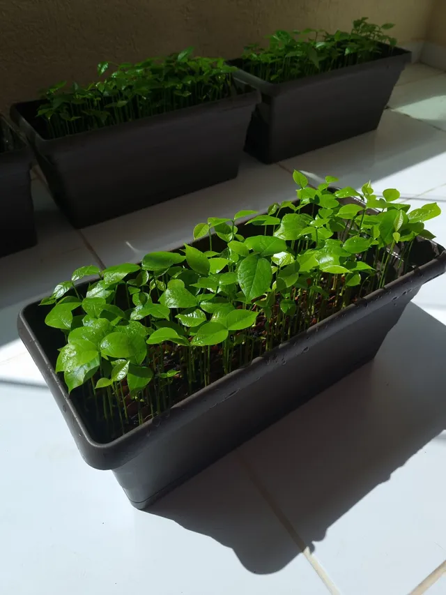 1.000 Mudas de Mogno Africano Khaya Senegalensis