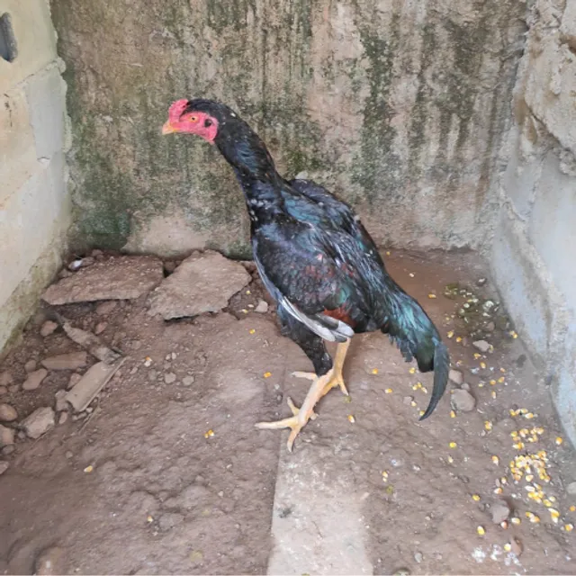 Galos da raça indio