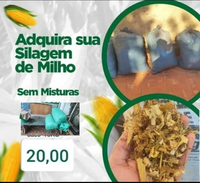 Silagem de Milho , Ensacada Saco 30 kg