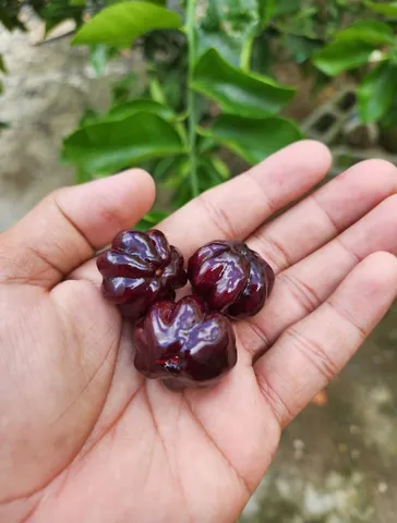 Muda de Pitanga Roxa