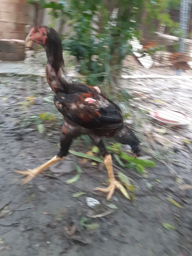 Índio Gigante com polaco Iraqueano 