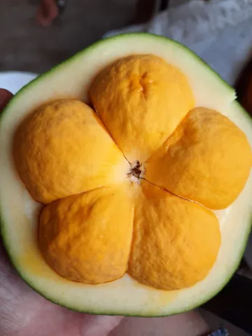 Pequi precoce gigante sem espinhos 