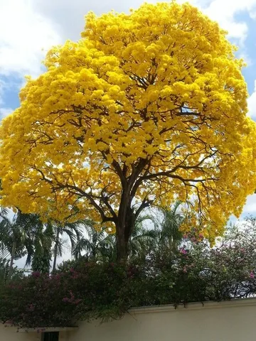 Mudas de ipê amarelo 