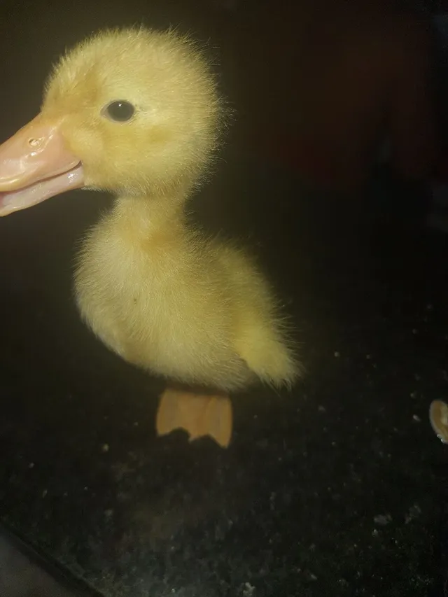Vendo filhotes de patinhos raça Paissandu 