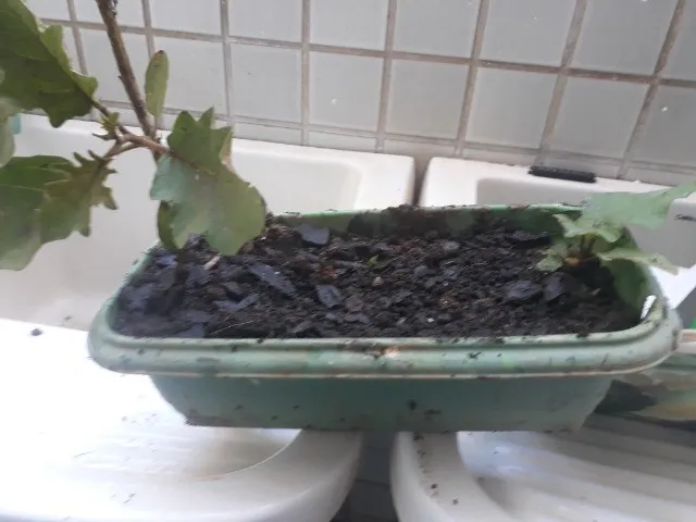 mudas de jurubeba 