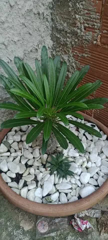 Palmeira de madascatar 