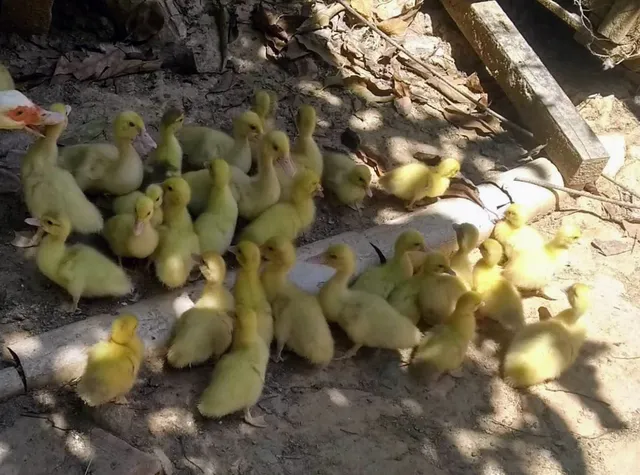 Pata com 30 patinho raça gigante 
