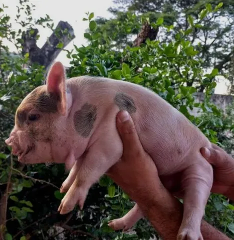 Vende-se leitão R$70,00 