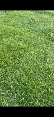 Grama já plantada em mudas e tapetes promoção faça seu orçamento 