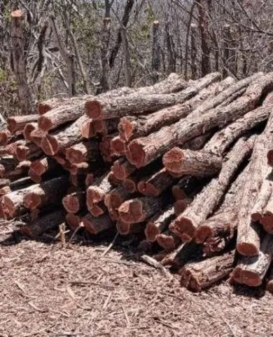 Estaca Sabiá, Sansão do Campo, Unha de Gato