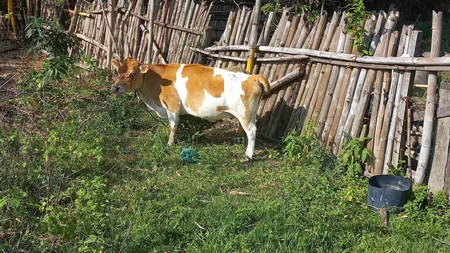 Mini vaquinha ?