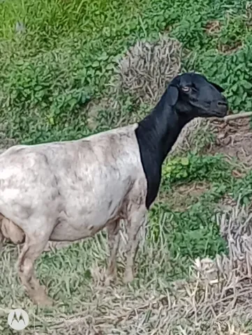Vende-se três carneiros adultos (Macho)
