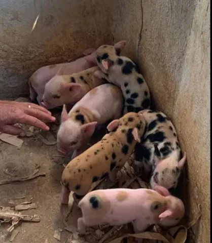 Filhotes de Porcos bem cuidados R$450