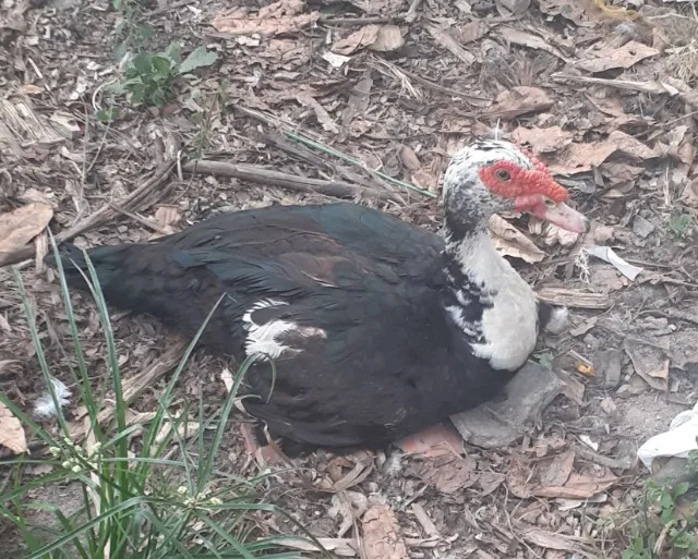 Patos a venda
