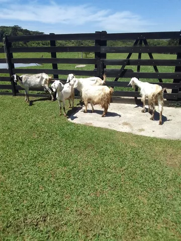 Vende-se 5 cabras 