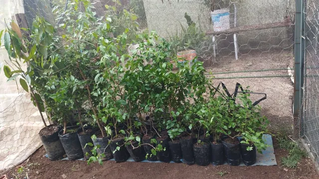 Mudas de Pitanga vermelha apartir de 30cm 12,000