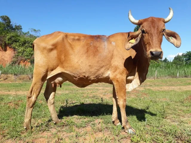 Vacas de leite