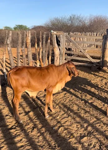 Bezerro Sindi Registrado 