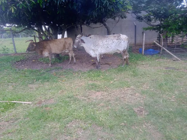 2 vacas de leite começando mojar