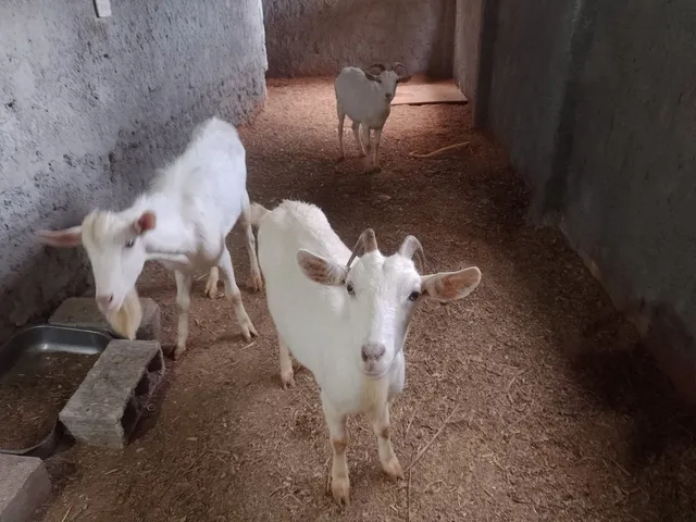 Cabras saanen 