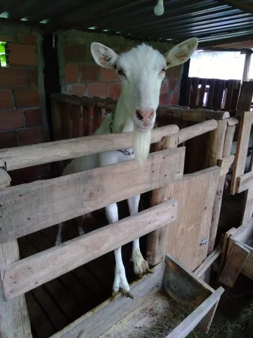 Cabras e Bodes excelentes