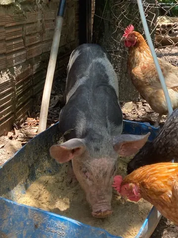 Leitão $20kilo