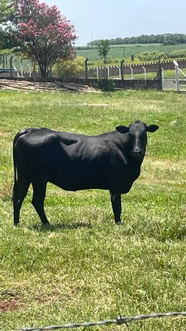 Novilha Angus