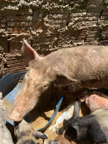Porco Caipirão