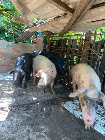 Porco caipira 