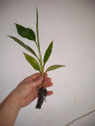 Mudas de bananas / bananeiras de laboratório