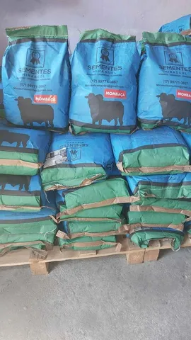 Capim Mombaça 10kg Revestida Mirassol safra nova