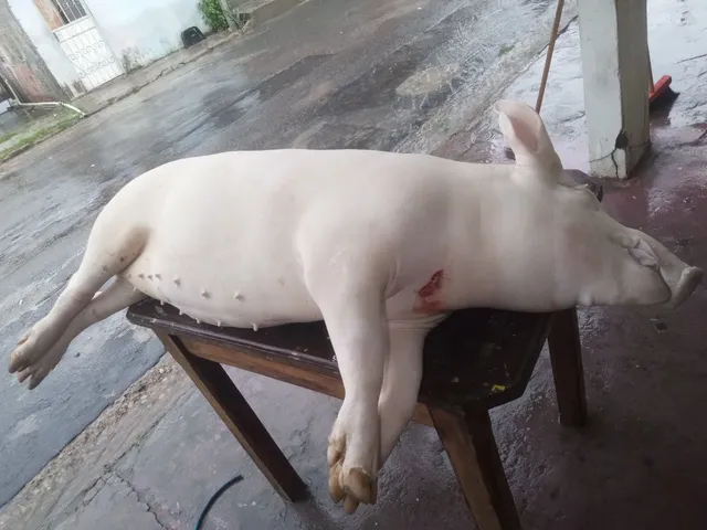 Temos carne de porco fresca 