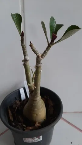 Rosas do Desert