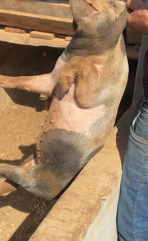 Leitoa caipira viva em Goianira 