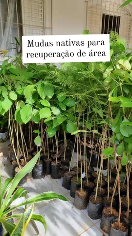 Mudas nativas 